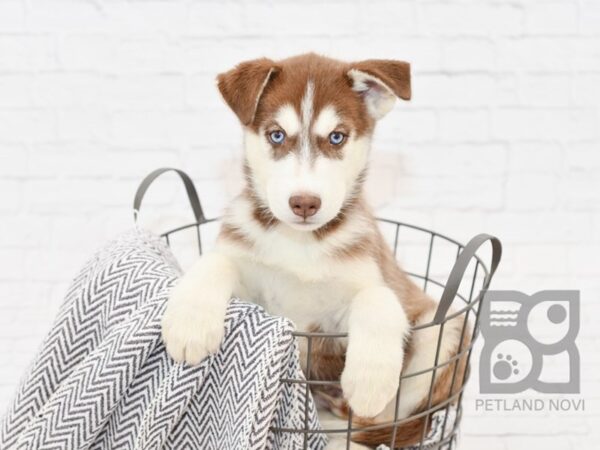 Siberian Husky-DOG-Male-Red White-34024-Petland Novi, Michigan