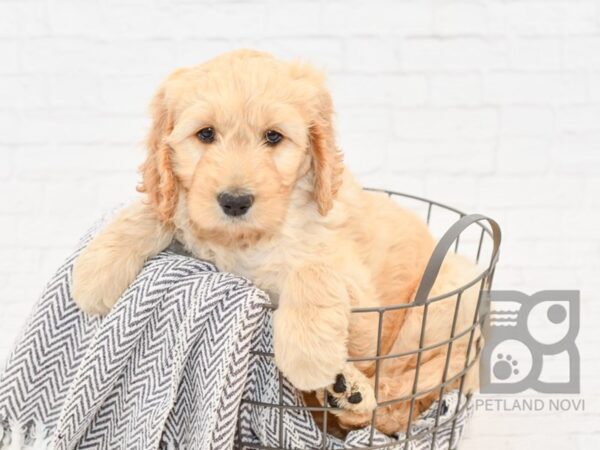 Standard Goldendoodle DOG Female Golden 34038 Petland Novi, Michigan