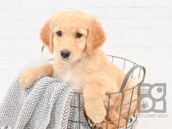 Standard Goldendoodle-DOG-Male-Golden-34037-Petland Novi, Michigan