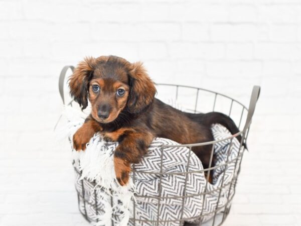 Dachshund DOG Male BLACK TAN 34041 Petland Novi, Michigan