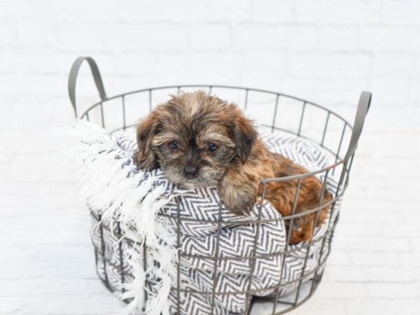 Shorkie DOG Female beige 34042 Petland Novi, Michigan