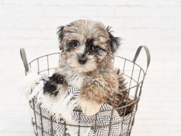 Havapoo DOG Male BLUE MERLE 34044 Petland Novi, Michigan