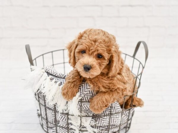 Poodle-DOG-Male-red-34045-Petland Novi, Michigan