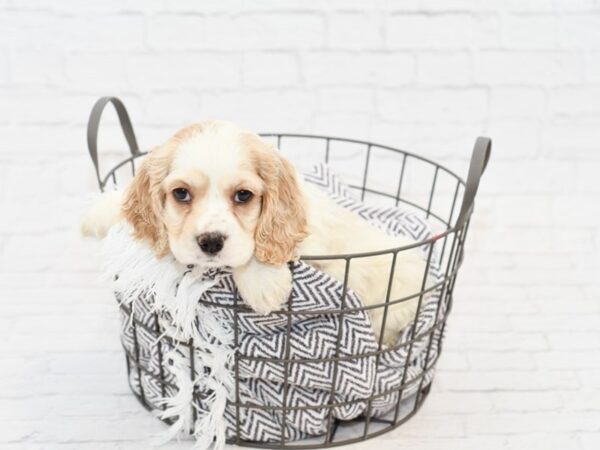 Cocker Spaniel-DOG-Female-BROWN WH-34046-Petland Novi, Michigan