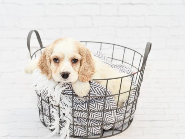 Cocker Spaniel-DOG-Female-BROWN WH-34046-Petland Novi, Michigan