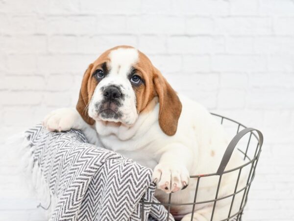 3/4 Beabull-DOG-Male-Brown - Wht-34047-Petland Novi, Michigan