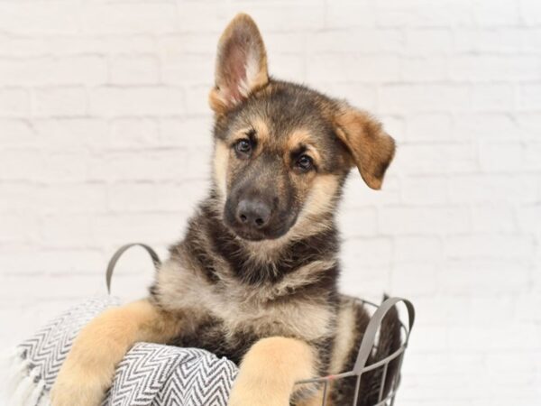 German Shepherd DOG Male Black & Tan 34048 Petland Novi, Michigan