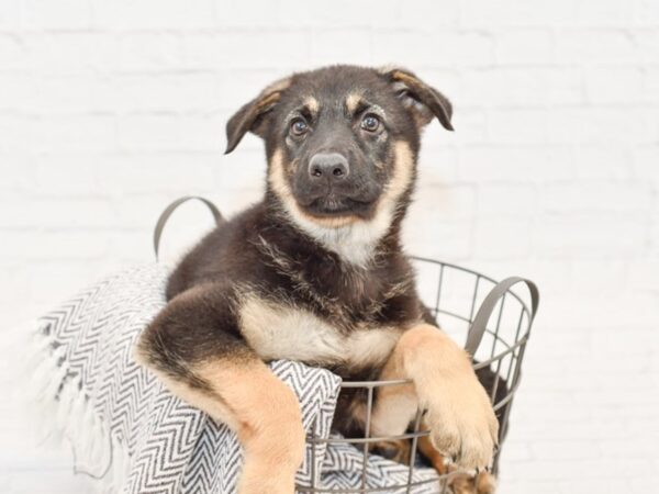 German Shepherd DOG Female Black & Tan 34049 Petland Novi, Michigan