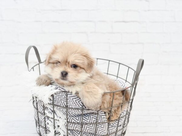 Shiranian-DOG-Male-Gray-34050-Petland Novi, Michigan