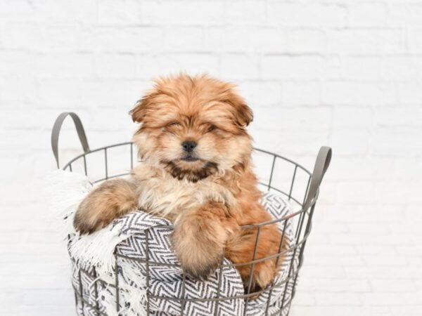 Shiranian-DOG-Male-Orange Sable-34051-Petland Novi, Michigan