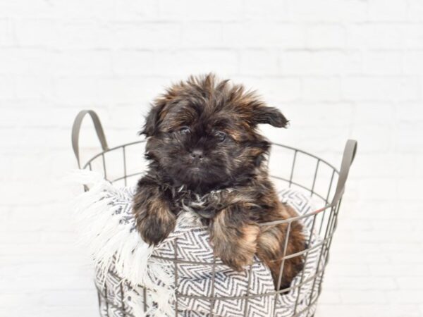 Shiranian DOG Female Gray & Brown 34052 Petland Novi, Michigan