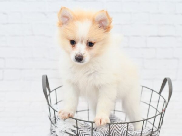 Pomeranian DOG Female White & Orange 34054 Petland Novi, Michigan