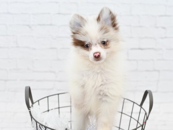 Pomeranian DOG Male White & Chocolate Merle 34055 Petland Novi, Michigan