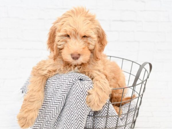 Labradoodle DOG Male cream 34059 Petland Novi, Michigan