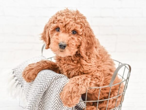 Labadoodle-DOG-Female-RED-34060-Petland Novi, Michigan