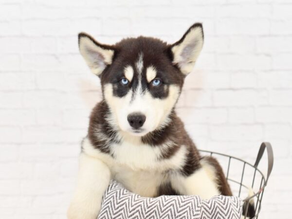 Siberian Husky-DOG-Male-Black & White-34061-Petland Novi, Michigan