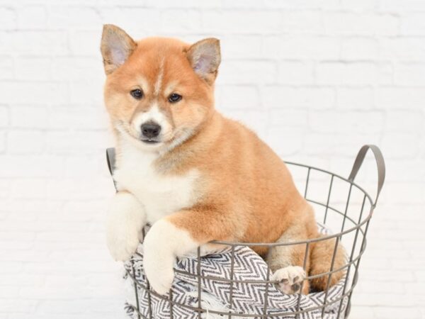 Shiba Inu-DOG-Male-Red Seseme-34062-Petland Novi, Michigan