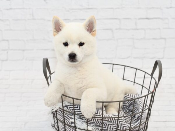 Shiba Inu-DOG-Male-Cream-34063-Petland Novi, Michigan