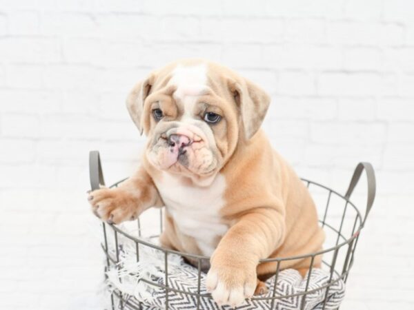 English Bulldog DOG Male Lilac & White 34064 Petland Novi, Michigan