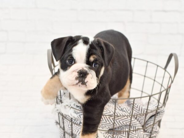 English Bulldog-DOG-Female-Tri-34065-Petland Novi, Michigan