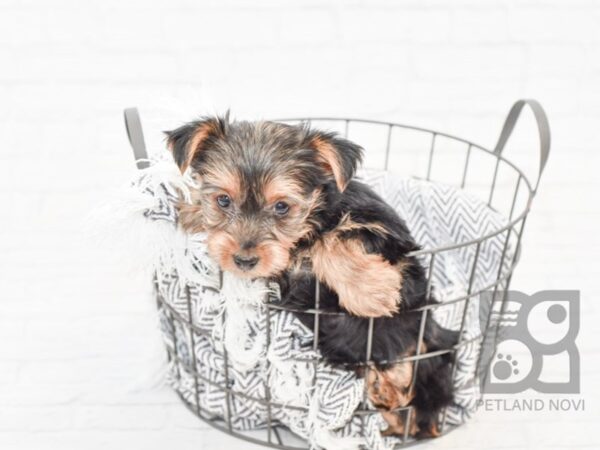 Yorkshire Terrier DOG Female BLK TAN 34072 Petland Novi, Michigan