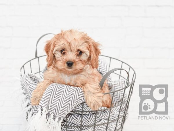 Cavapoo-DOG-Female-Ruby-34056-Petland Novi, Michigan