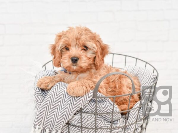 Cavapoo-DOG-Female-Ruby-34057-Petland Novi, Michigan