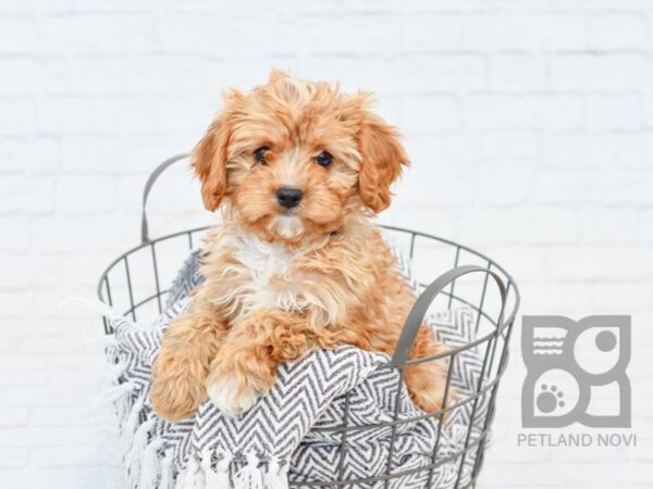 Cavapoo-DOG-Male-Ruby-34058-Petland Novi, Michigan