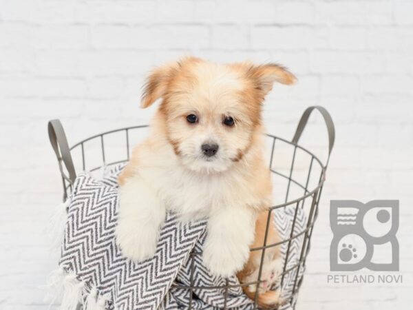 Pomtese-DOG-Male-Tan / White-34067-Petland Novi, Michigan