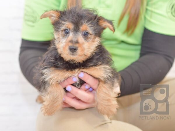 YorkiePom DOG Female Black / Tan 34068 Petland Novi, Michigan