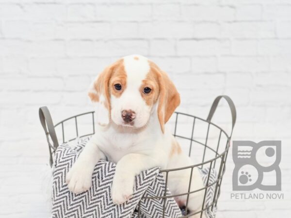 Beagle DOG Female Lemon / White 34069 Petland Novi, Michigan