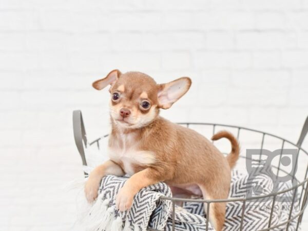 Chihuahua DOG Female Chocolate and Tan 34070 Petland Novi, Michigan