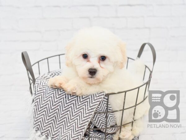 Bichon Frise DOG Male White 34071 Petland Novi, Michigan