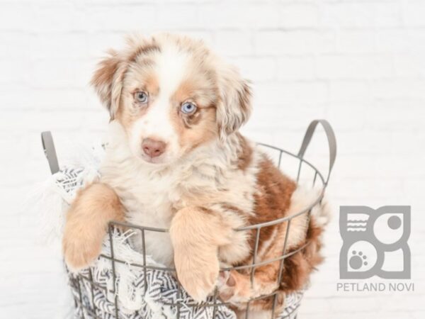 Miniature Australian Shepherd-DOG-Male-Red Merle-34073-Petland Novi, Michigan