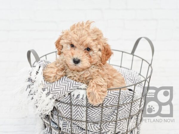 Miniature Poodle-DOG-Female-Red-34075-Petland Novi, Michigan