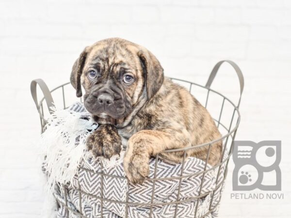 Bull Puggle DOG Male Brindle 34076 Petland Novi, Michigan