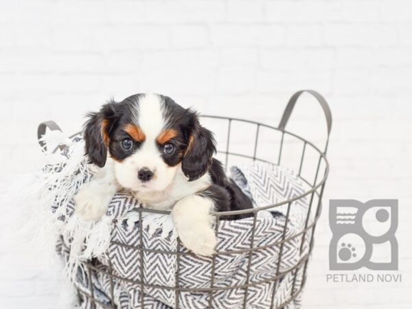 Cavalier King Charles Spaniel-DOG-Male-Black Tri-34077-Petland Novi, Michigan