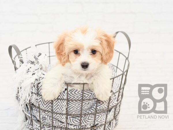 Cavachon-DOG-Male-BLENHIEM-34078-Petland Novi, Michigan