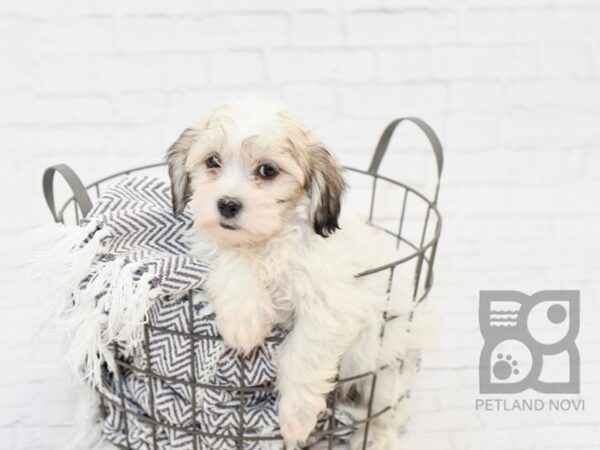 Teddy Bear-DOG-Female-BROWN WH-34079-Petland Novi, Michigan