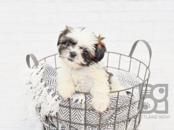 Shih Tzu-DOG-Female-BROWN WH-34080-Petland Novi, Michigan