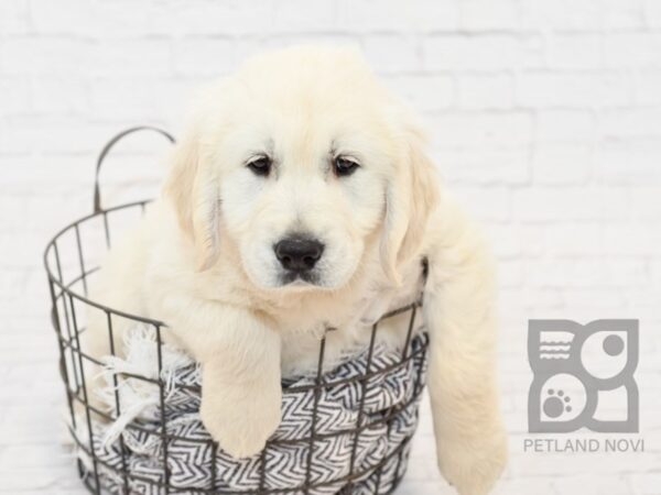 Golden Retriever-DOG-Female-Cream-34081-Petland Novi, Michigan