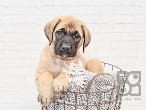 English Mastiff-DOG-Female-Fawn-34082-Petland Novi, Michigan