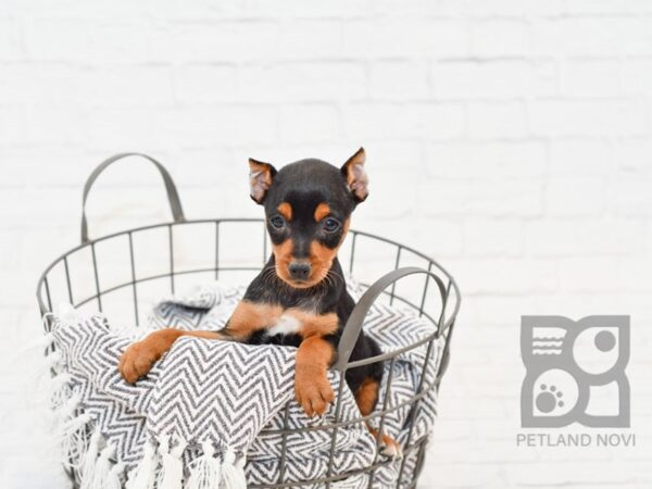 Miniature Pinscher-DOG-Male-Blk & Tan-34084-Petland Novi, Michigan