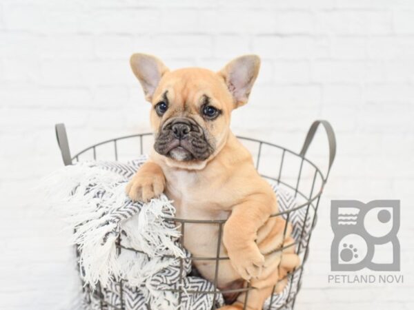 Free Lance Bulldog-DOG-Female-Fawn/Blk mask-34085-Petland Novi, Michigan