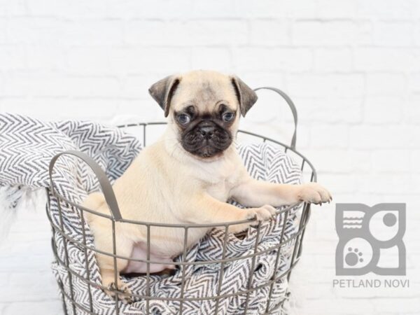 Pug-DOG-Male-Fawn Blk mask-34083-Petland Novi, Michigan