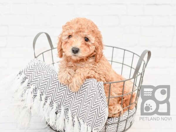 Mini Goldendoodle-DOG-Male-Red-34086-Petland Novi, Michigan