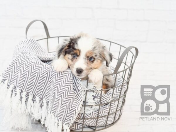 Miniature Australian Shepherd-DOG-Male-BLUE MERLE-34087-Petland Novi, Michigan