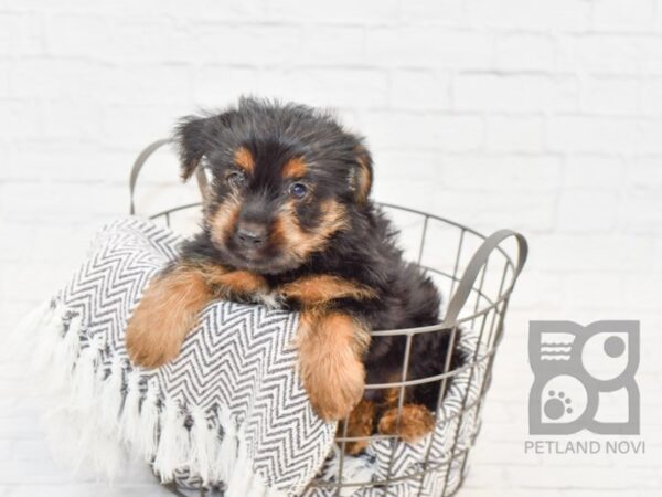 Yorkshire Terrier DOG Male Blk tan 34088 Petland Novi, Michigan