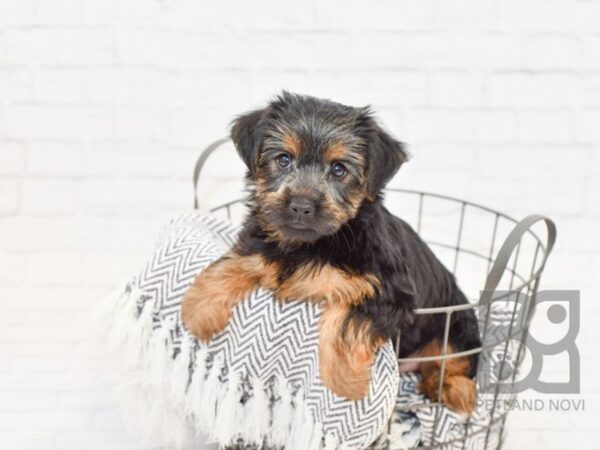 Yorkshire Terrier DOG Female Blk tan 34089 Petland Novi, Michigan