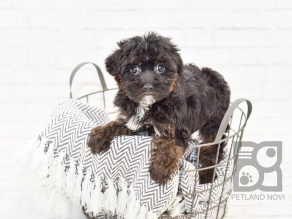 Yochon DOG Female BLK TAN 34090 Petland Novi, Michigan